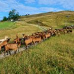 Vue de l'alpage de Plaine-Joux